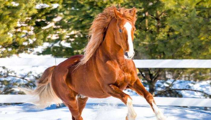 Learn more about Horse Properties