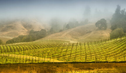 foggy vineyard